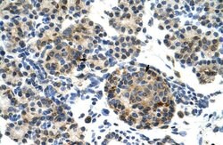 Invitrogen ZNF555 Polyclonal Antibody 100 &mu;L; Unconjugated:Antibodies,