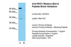 Invitrogen PEO1 Polyclonal Antibody 100 &mu;L; Unconjugated:Antibodies,