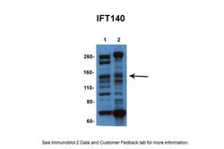 Invitrogen IFT140 Polyclonal Antibody 100 &mu;L; Unconjugated:Antibodies,