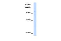 Invitrogen MCM8 Polyclonal Antibody 100 &mu;L; Unconjugated:Antibodies,