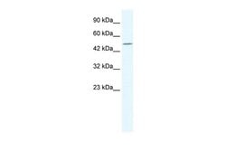 Invitrogen PTEN2 Polyclonal Antibody 100 &mu;L; Unconjugated:Antibodies,