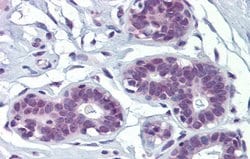 Invitrogen MAZ Polyclonal Antibody 100 &mu;L; Unconjugated:Antibodies,