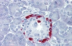 Invitrogen TEAD4 Polyclonal Antibody 100 &mu;L; Unconjugated:Antibodies,