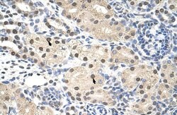 RNF14 Polyclonal Antibody:Antibodies, Polyclonal