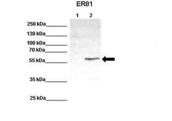 Invitrogen ETV1 Polyclonal Antibody 100 &mu;L; Unconjugated:Antibodies,