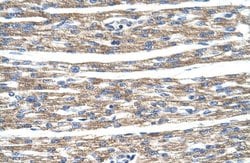Invitrogen DLX5 Polyclonal Antibody 100 &mu;L; Unconjugated:Antibodies,