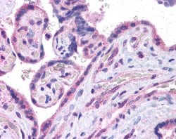 Invitrogen c-MAF Polyclonal Antibody 100 &mu;L; Unconjugated:Antibodies,