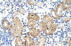 SOX15 Polyclonal Antibody:Antibodies, Polyclonal