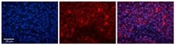 Invitrogen ILF3 Polyclonal Antibody 100 &mu;L; Unconjugated:Antibodies,