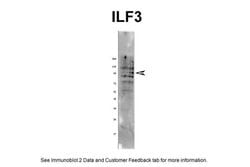Invitrogen ILF3 Polyclonal Antibody 100 &mu;L; Unconjugated:Antibodies,