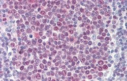 Invitrogen HIC5 Polyclonal Antibody 100 &mu;L; Unconjugated:Antibodies,