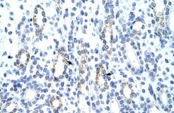 Invitrogen GTF2IRD1 Polyclonal Antibody 100 &mu;L; Unconjugated:Antibodies,