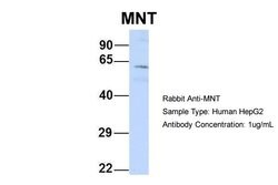 Invitrogen MNT Polyclonal Antibody 100 &mu;L; Unconjugated:Antibodies,