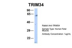 Invitrogen TRIM34 Polyclonal Antibody 100 &mu;L; Unconjugated:Antibodies,