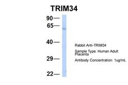 Invitrogen TRIM34 Polyclonal Antibody 100 &mu;L; Unconjugated:Antibodies,