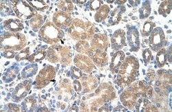 Invitrogen HSPBAP1 Polyclonal Antibody 100 &mu;L; Unconjugated:Antibodies,