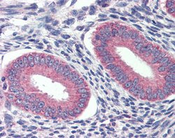 Invitrogen GRHL2 Polyclonal Antibody 100 &mu;L; Unconjugated:Antibodies,