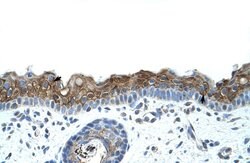 Invitrogen ZNF397 Polyclonal Antibody 100 &mu;L; Unconjugated:Antibodies,