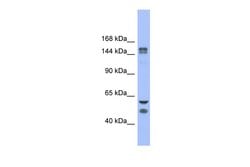 Invitrogen FBXL10 Polyclonal Antibody 100 &mu;L; Unconjugated:Antibodies,