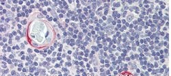 Invitrogen CPXCR1 Polyclonal Antibody 100 &mu;L; Unconjugated:Antibodies,