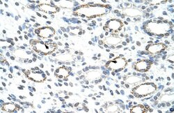 Invitrogen FOXQ1 Polyclonal Antibody 100 &mu;L; Unconjugated:Antibodies,