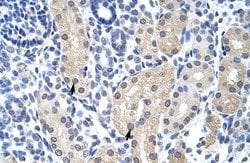 Invitrogen Aprataxin Polyclonal Antibody 100 μL; Unconjugated:Antibodies,