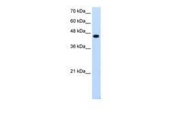 Invitrogen TFAP2E Polyclonal Antibody 100 &mu;L; Unconjugated:Antibodies,