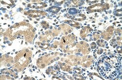 DMRT2 Polyclonal Antibody, Invitrogen 100 &mu;L; Unconjugated:Antibodies,