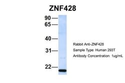 Invitrogen ZNF428 Polyclonal Antibody 100 &mu;L; Unconjugated:Antibodies,