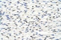 NOBOX Polyclonal Antibody:Antibodies, Polyclonal