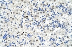 NOBOX Polyclonal Antibody:Antibodies, Polyclonal