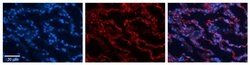 Invitrogen RPL13 Polyclonal Antibody 100 &mu;L; Unconjugated:Antibodies,