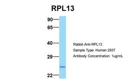 Invitrogen RPL13 Polyclonal Antibody 100 &mu;L; Unconjugated:Antibodies,