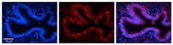 Invitrogen RPLP0 Polyclonal Antibody 100 &mu;L; Unconjugated:Antibodies,