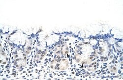 Invitrogen DAZ4 Polyclonal Antibody 100 &mu;L; Unconjugated:Antibodies,