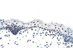 Invitrogen hnRNP A1L2 Polyclonal Antibody 100 &mu;L; Unconjugated:Antibodies,