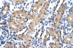 Invitrogen RAE1 Polyclonal Antibody 100 &mu;L; Unconjugated:Antibodies,