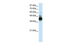 Invitrogen RAE1 Polyclonal Antibody 100 &mu;L; Unconjugated:Antibodies,