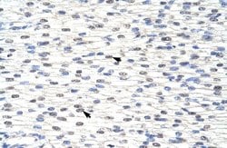 Invitrogen SNRPF Polyclonal Antibody 100 &mu;L; Unconjugated:Antibodies,