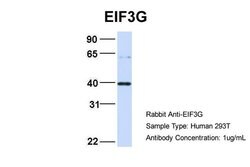 Invitrogen eIF3g Polyclonal Antibody 100 μL; Unconjugated:Antibodies,
