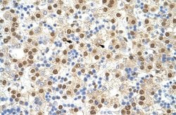 Invitrogen ILF3 Polyclonal Antibody 100 &mu;L; Unconjugated:Antibodies,