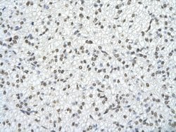 Invitrogen SFRS10 Polyclonal Antibody 100 &mu;L; Unconjugated:Antibodies,