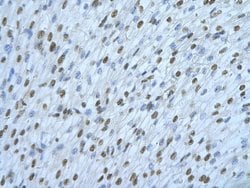 Invitrogen hnRNP DL Polyclonal Antibody 100 &mu;L; Unconjugated:Antibodies,