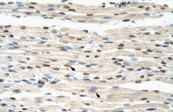Invitrogen hnRNP DL Polyclonal Antibody 100 &mu;L; Unconjugated:Antibodies,