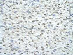 Invitrogen SF3A1 Polyclonal Antibody 100 &mu;L; Unconjugated:Antibodies,