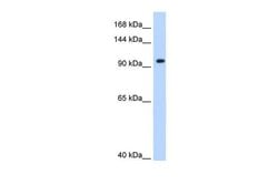 Invitrogen SF3A1 Polyclonal Antibody 100 &mu;L; Unconjugated:Antibodies,