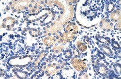 Invitrogen EMG1 Polyclonal Antibody 100 &mu;L; Unconjugated:Antibodies,