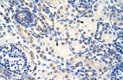 Invitrogen RNAse H2A Polyclonal Antibody 100 &mu;L; Unconjugated:Antibodies,