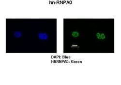 Invitrogen HNRNPA0 Polyclonal Antibody 100 &mu;L | Buy Online | Invitrogen&trade; | Fisher Scientific