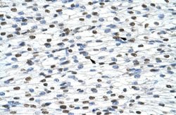 Invitrogen HNRNPA0 Polyclonal Antibody 100 &mu;L | Buy Online | Invitrogen&trade; | Fisher Scientific